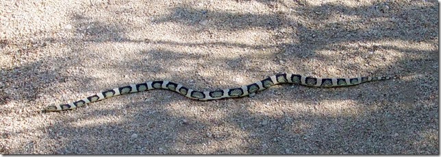 whole longnosed snake 5-28-2010 8-20-15 AM 1803x635