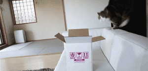Cat Funny animation.gif