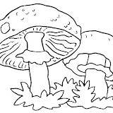 champignon-(7).jpg