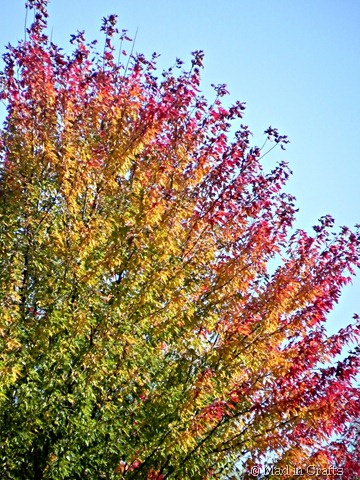 ombre fall leaves