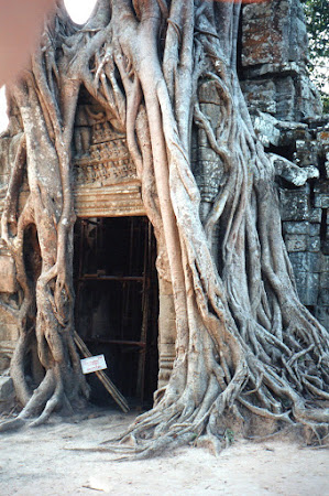 Imagini Angkor Wat: arbore imbratisand o cladire Cambogia