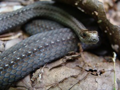 Misssouri snake-1