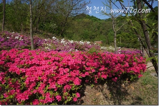 철천지DSC00481-20120504-082629