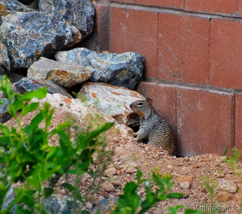 4. rock squirrel-kab