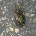 Green Annual Cicada