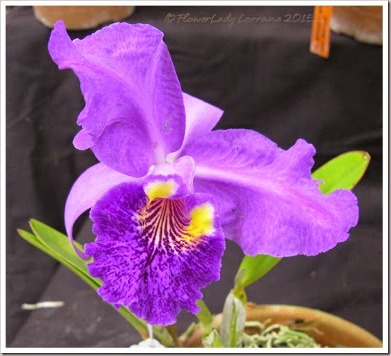 02-08-orchids14