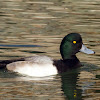 Greater Scaup (male)