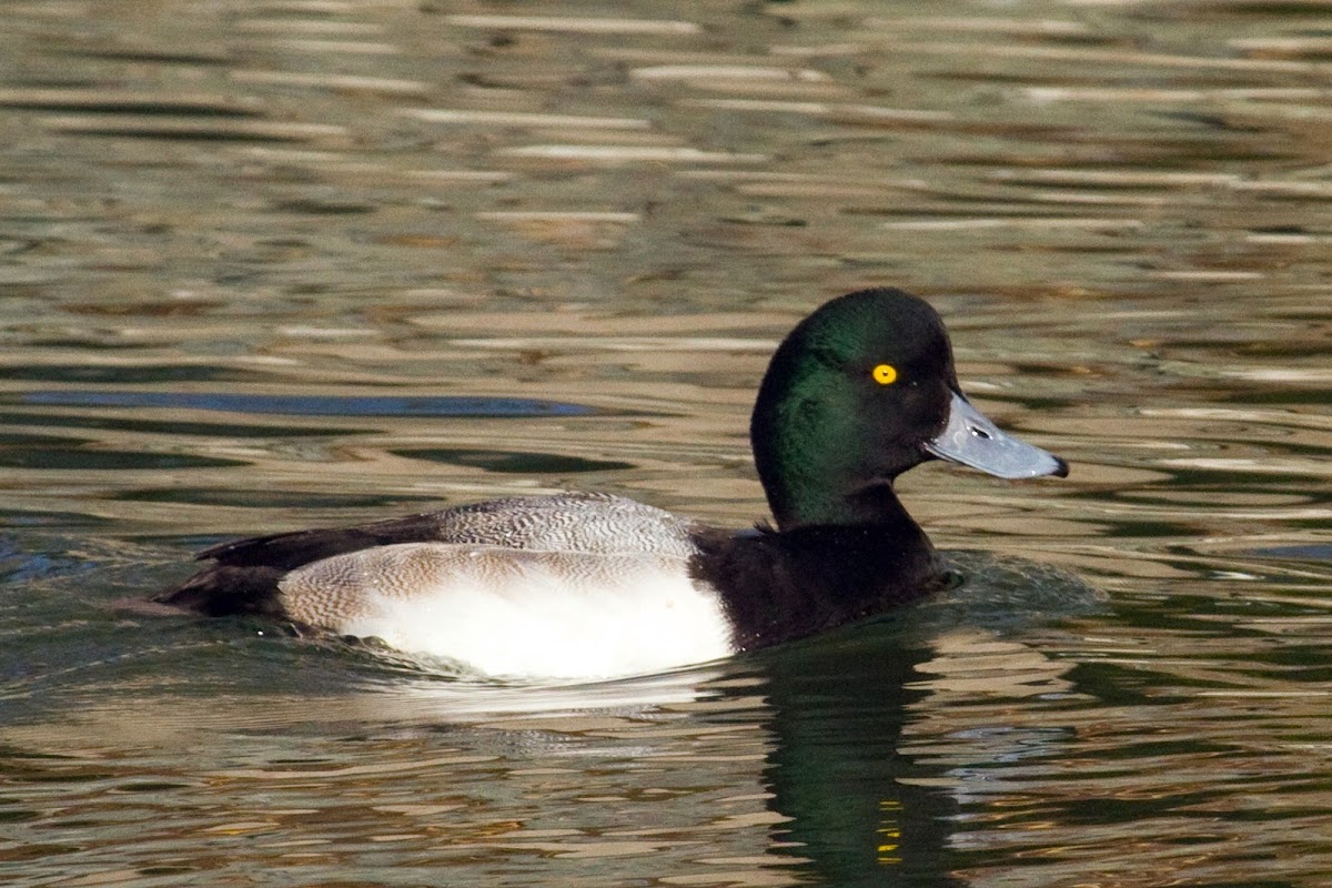 Greater Scaup (male)
