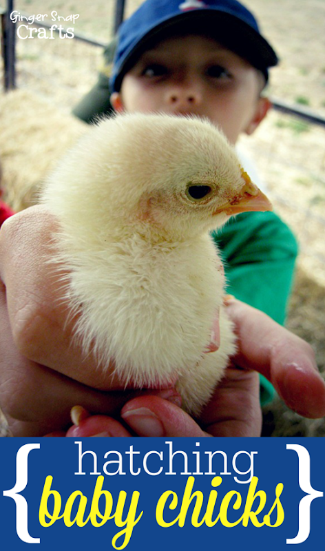 Hatching Chicks ~ a spring time tradition GingerSnapCrafts.com #spring #eggs #hatching #Easter