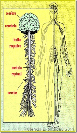 partes del sistema nervioso