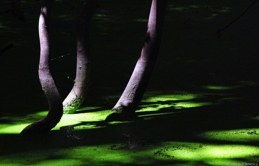 [DSC_2484%255B4%255D.jpg]