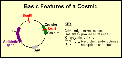 Cosmid vector