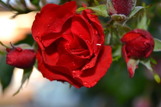 Red, red rose in the rain
