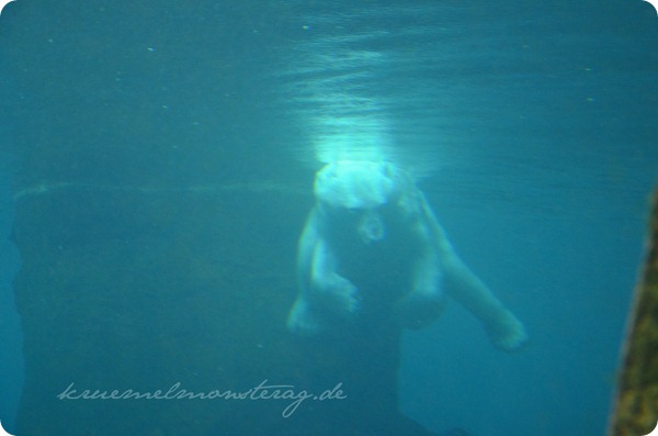 Wremen 20zwölf Tag 6 Zoo am Meer - Eisbär UW (3)