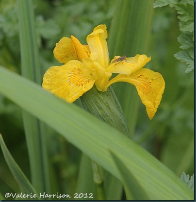 11-yellow-iris