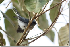 White-tailed Blue-Flycatcher