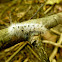 Hickory Tussock Moth Larva