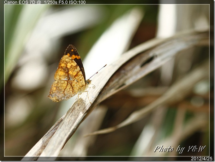 黃三線蝶