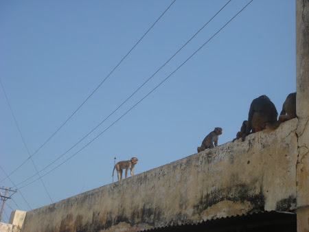 Imagini India: maimute sfinte
