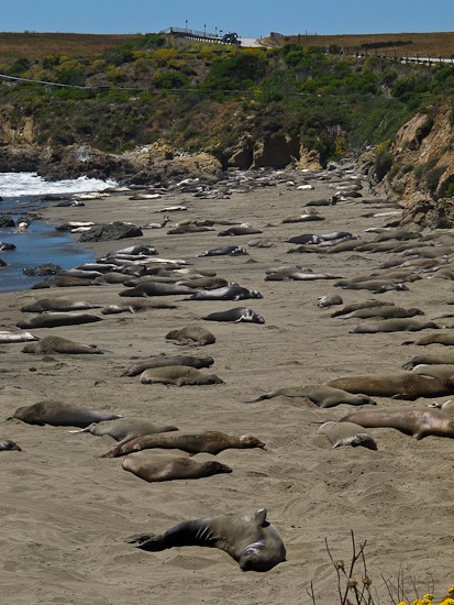 Point Piedras Blancas Elephant Seal Colony (3)