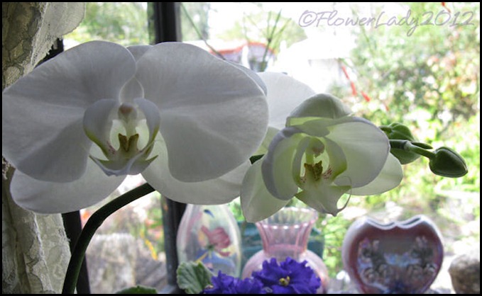 02-21-nancis-orchid