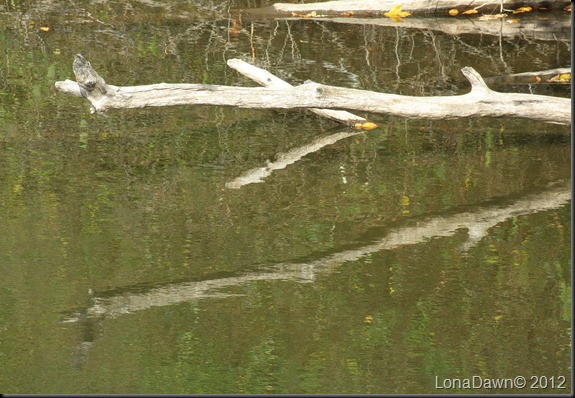 Ross_Lake_Driftwood