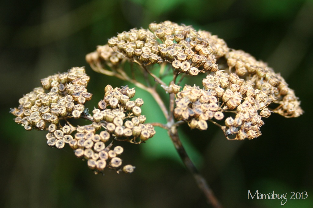 [IMG_8635%255B14%255D.jpg]