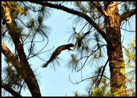 12b - Fox Squirrel - taking a flying leap