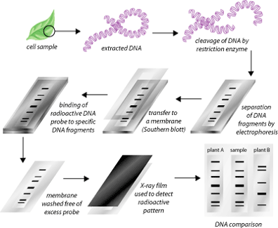 DNA fingerprinting steps involved