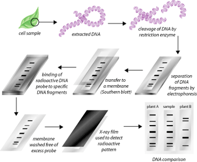 DNA Profiling) Procedure and Applications