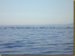 cormorans-al'eau-rossa