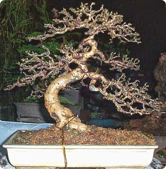 fukien_tea_leo_de_leon fukien_tea_leo_de_leon