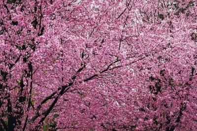 [article-new_ehow_images_a07_53_0s_newport-flowering-plum-tree-800x800%255B2%255D.jpg]