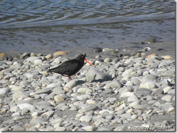 Variable Oyster Catcher-South Island Plumage