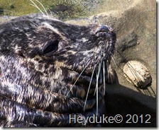 Young Harbor Seal