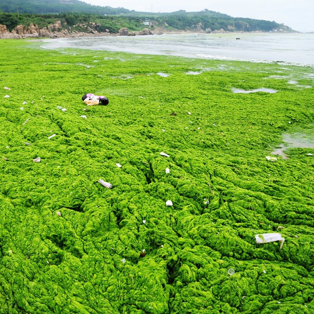 chinese-algae14