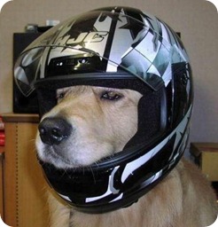 perro casco