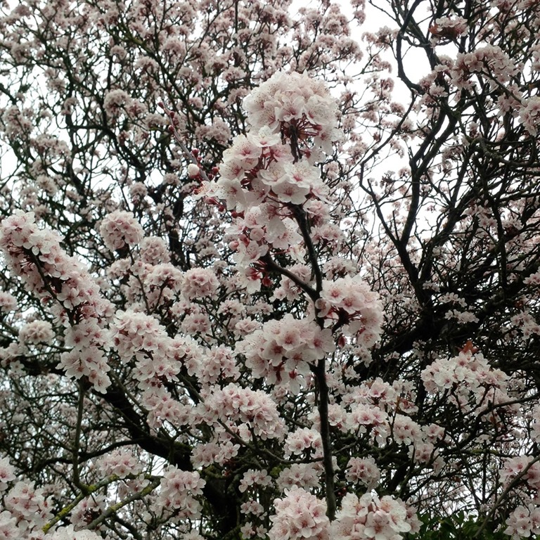 [all-the-blossom12.jpg]