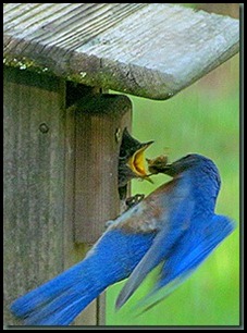 male bluebird feeding baby_thumb[1]