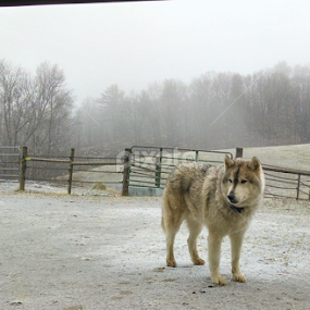by Alyssa Kennett - Animals - Dogs Portraits