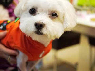 √1000以上 犬 目 結膜炎 751777-犬 目 結膜炎