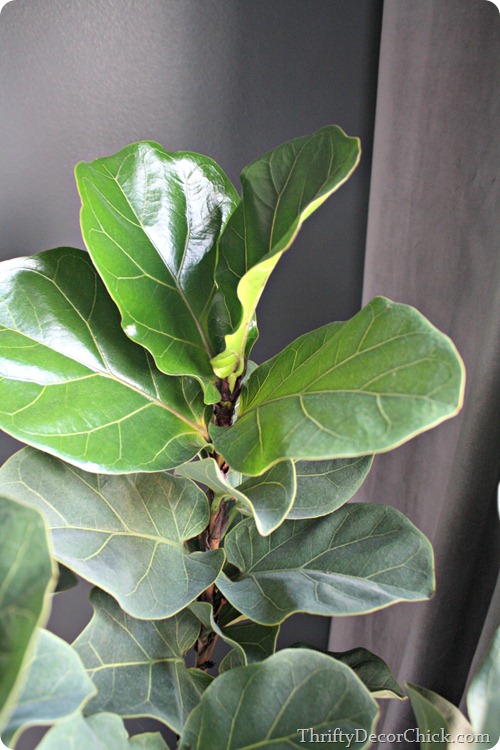 how to clean large plant leaves
