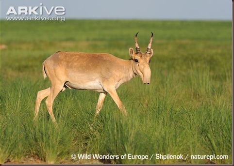 ARKive image GES112238 - Saiga antelope