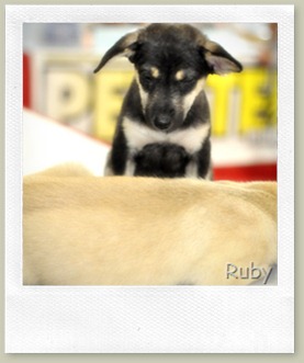 mourning_doggy_2