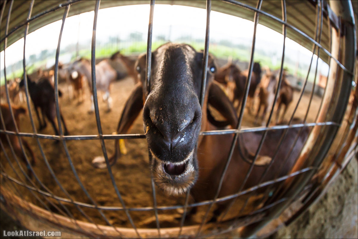 Менахемия - Козья Ферма Аз Из и медицинский музей Бейт ха-Рофе | Menahemia - As Is farm and medical museum | LookAtIsrael.com - Фото путешествия по Израилю | מנחמיה - חוות עז עיז ובית הרופא