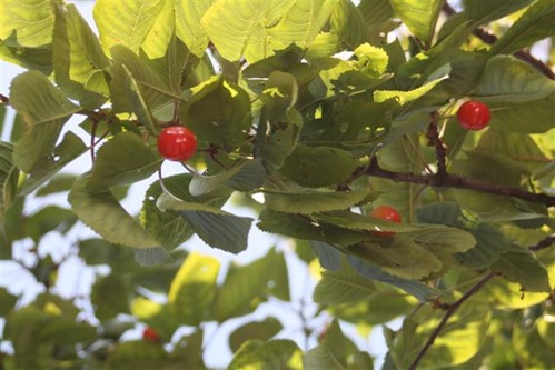 20100601 (1) (Small)