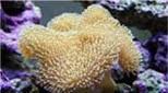 Polynésie corail cuir