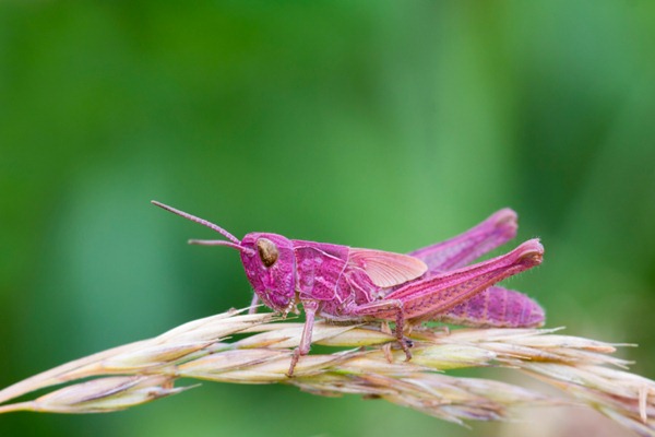 rare grasshopper pink fly