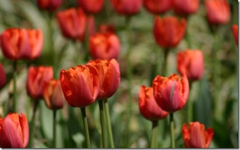 red-tulips-137-400x250