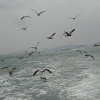 Black-tailed Gulls